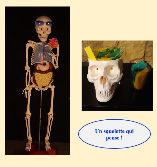 Cette image a un attribut alt vide ; son nom de fichier est 5.-squelette-1.jpeg